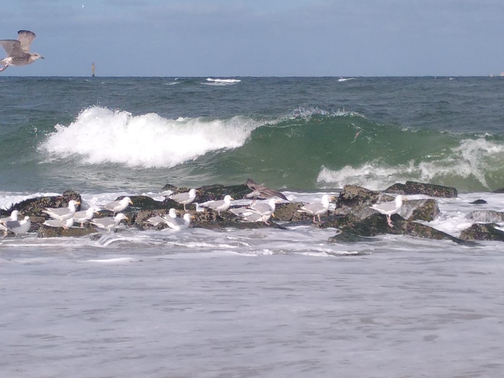 Schnappschuss am Weststrand (Anke)